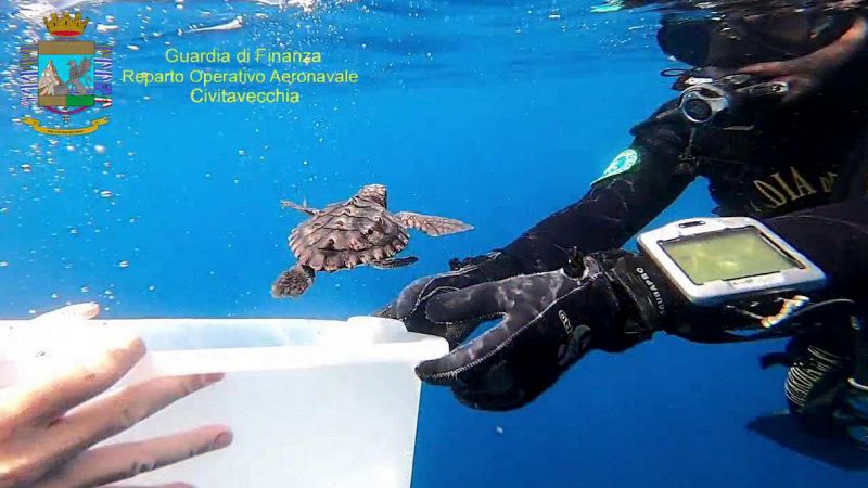 Tartarughe Caretta Caretta