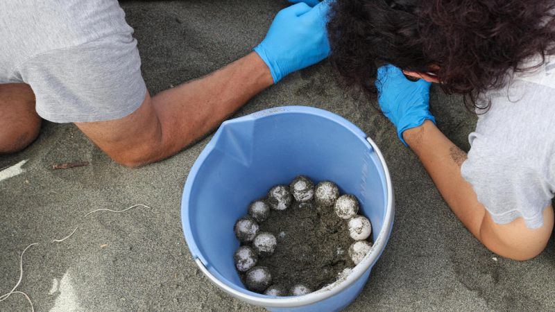Ostia, tartaruga Caretta Caretta depone 104 uova