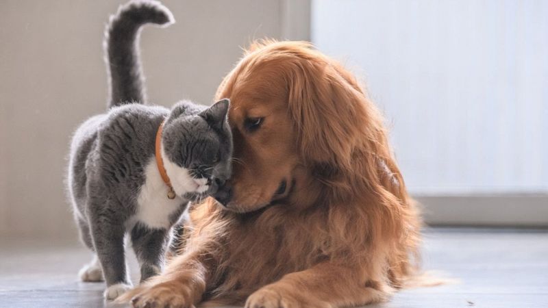 Cani e gatti