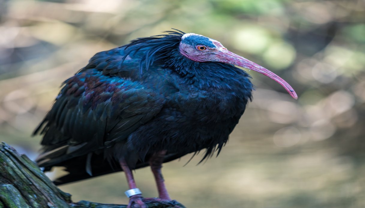 Raro Ibis Eremita a Vedano Olona: ha fatto 970 - Vimarsana News