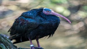 Ibis Eremita
