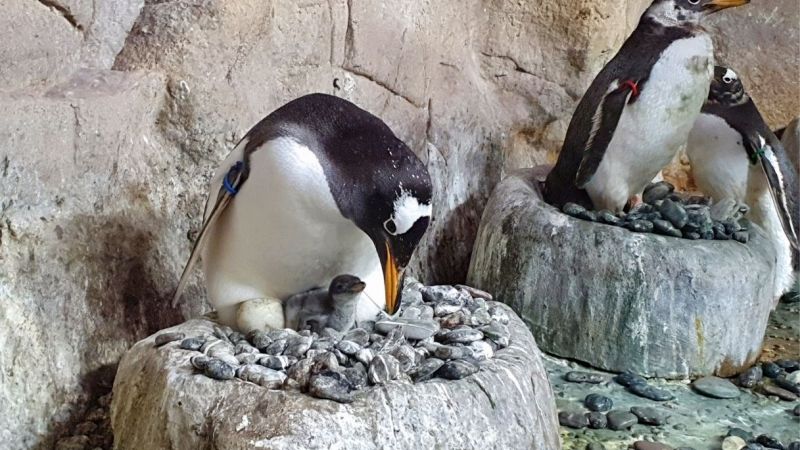 pinguini