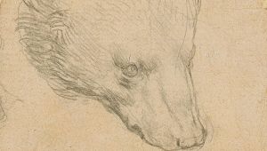 Testa d'Orso
