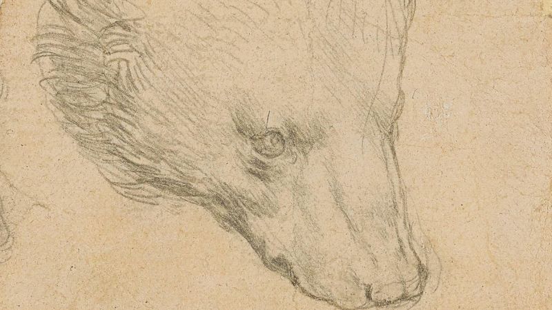 Testa d'Orso