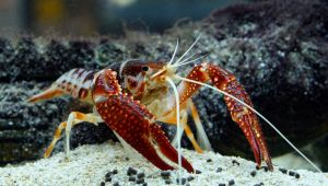 Gambero della Louisiana