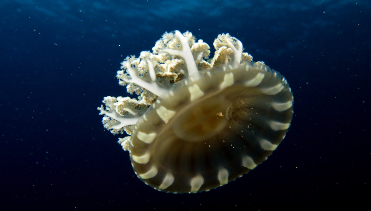 La microalga e la medusa: come cambia il Mediterraneo