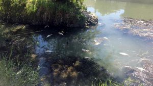 Moria di pesci nel Tevere