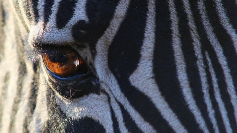 Zebra