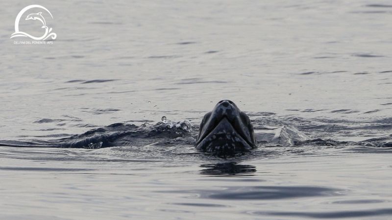 La tartaruga liuto avvistata nel Mar Ligure
