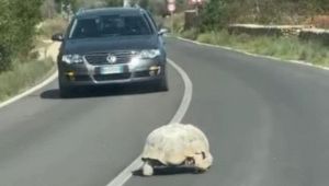 La tartaruga avvistata in Puglia