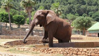 Zoosafari di Fasano