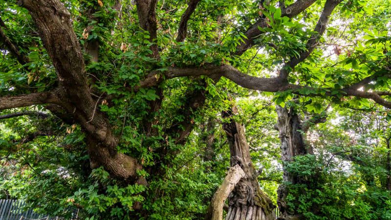 Il Castagno dei 100 cavalli, nel Parco dell'Etna