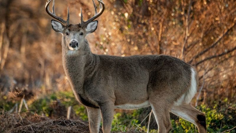 il parco di monza e il mistero del cervo cosa e successo