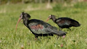 Ibis eremita