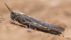 Locusta
