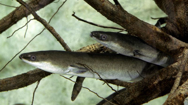 Il progetto Lifeel a tutela delle anguille