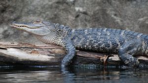 Nile Crocodile Resting on a Log Above The Swamp