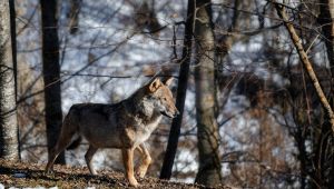 Morto Nerone, il lupo ibrido di Castel di Guido