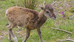 Baby muflone solo all'isola del Giglio