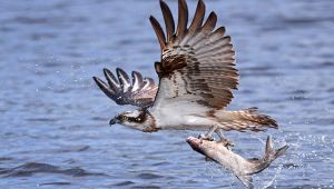 falco pescatore