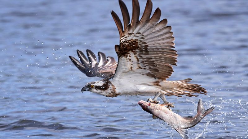 falco pescatore