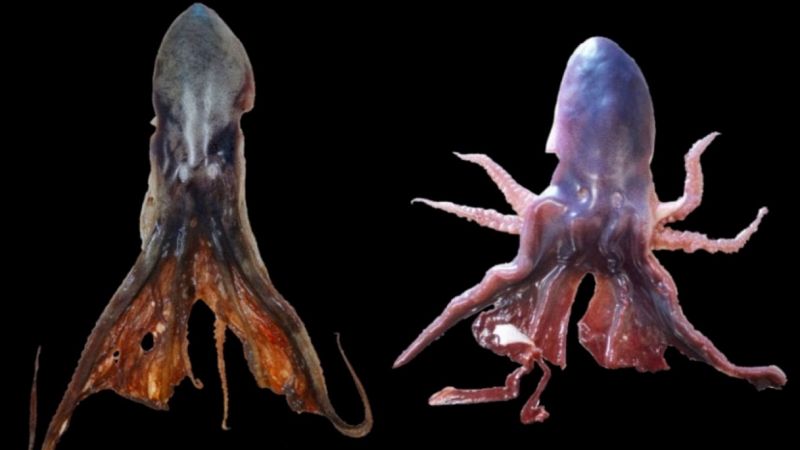 Rarissimo avvistamento in Puglia