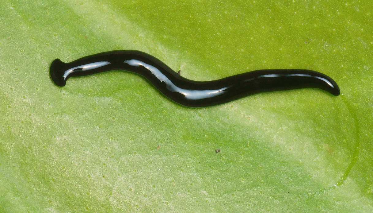 Humbertium covidum, nuova specie di verme martello