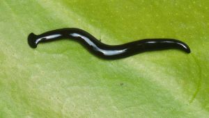 Il verme martello, nuova specie invasiva in Italia