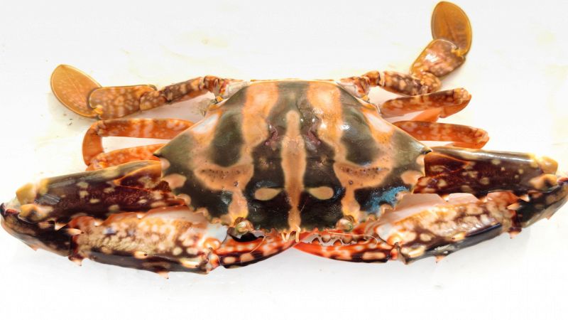 granchio indiano