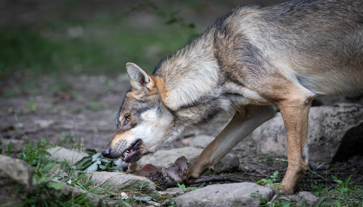 Alcuni lupi sono stati avvistati in provincia di Rimini, anche vicino a località balneari. Le regole di convivenza da rispettare per evitare problemi