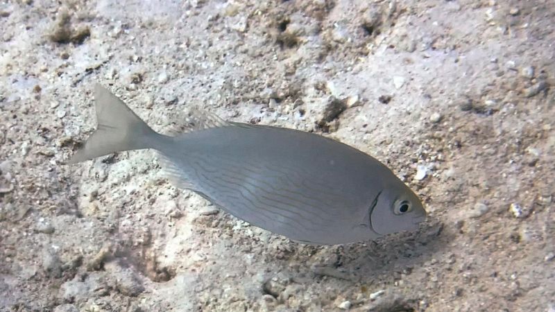 Siganus rivulatus