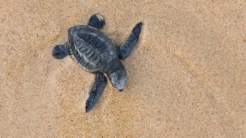 Tartarughe caretta caretta in pericolo
