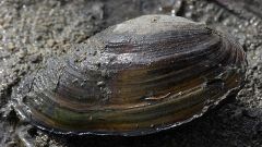 Il giallo delle vongole giganti Ad Angera il mostro del lago - La  Provincia Di Varese