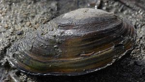 Cozze giganti ritrovate a Basiglio
