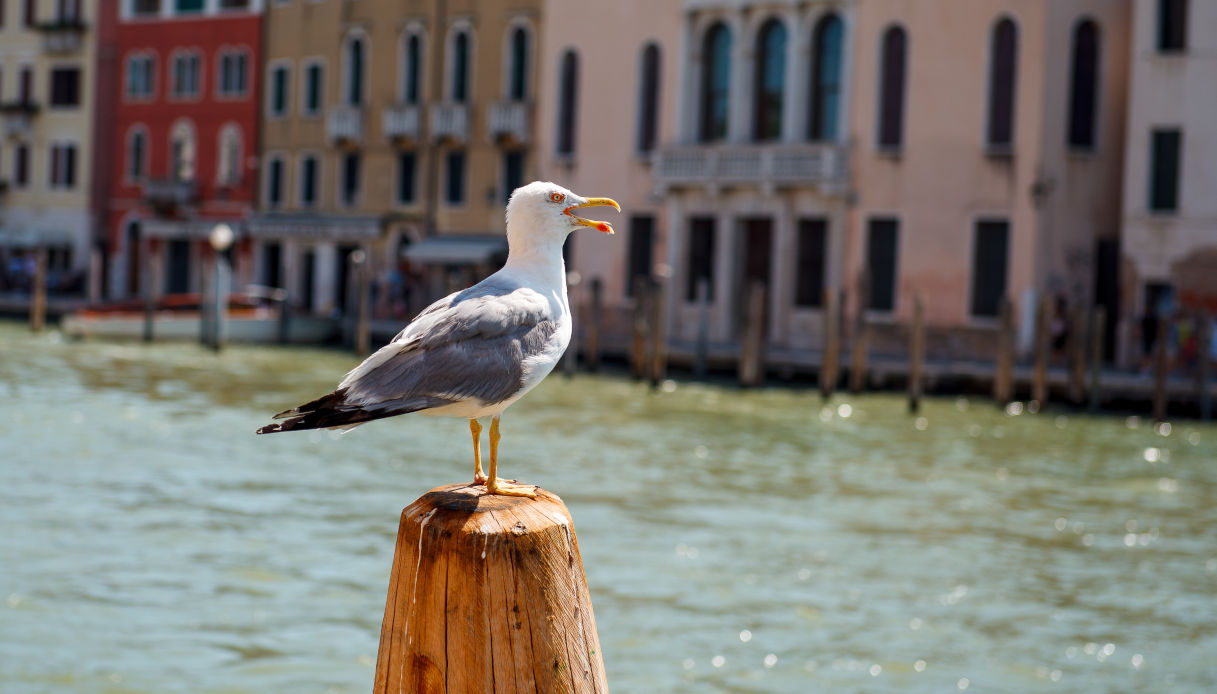 Gabbiani "predatori" a Venezia
