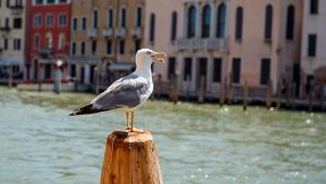 Venezia, serve una soluzione per i gabbiani