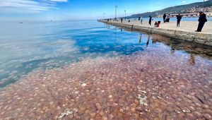 Meduse nel Golfo di Trieste