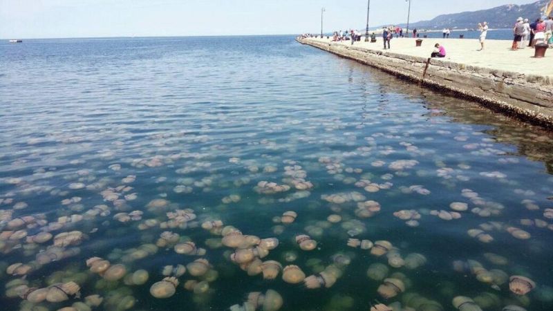 Meduse a Trieste