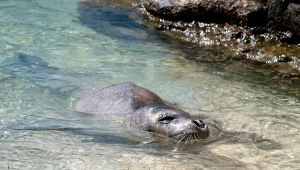 foca monaca avvistata Sicilia