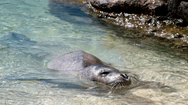 foca monaca avvistata Sicilia