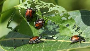 invasione Popillia Japonica