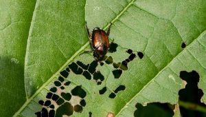 Caldo e insetti in Lombardia