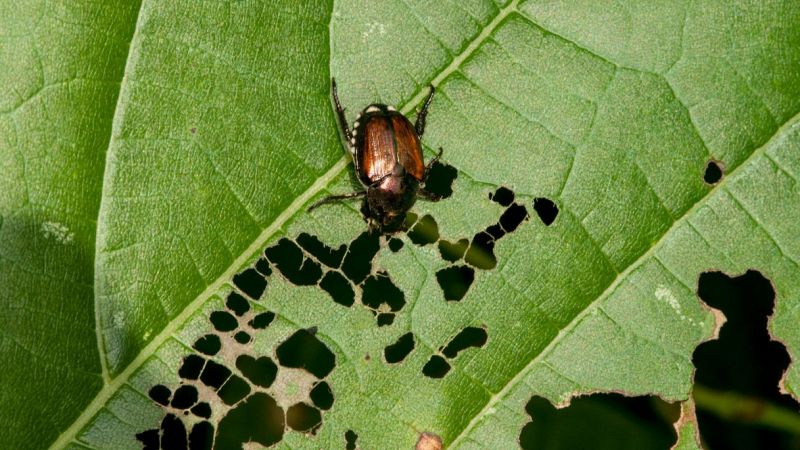 Caldo e insetti in Lombardia