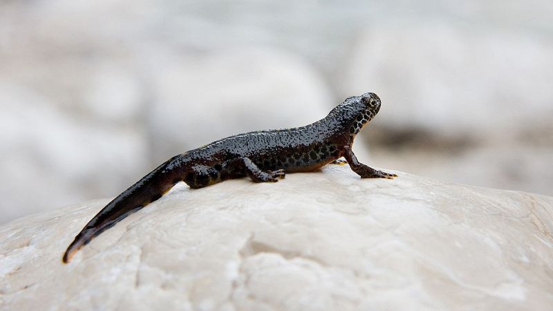 Scoperta una colonia di tritone alpestre