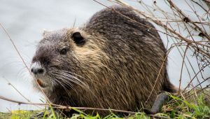 Nutria