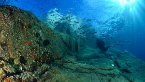 Isola d'Elba: razze e squali morti in fondo al mare