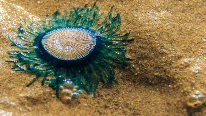 Medusa bottone blu