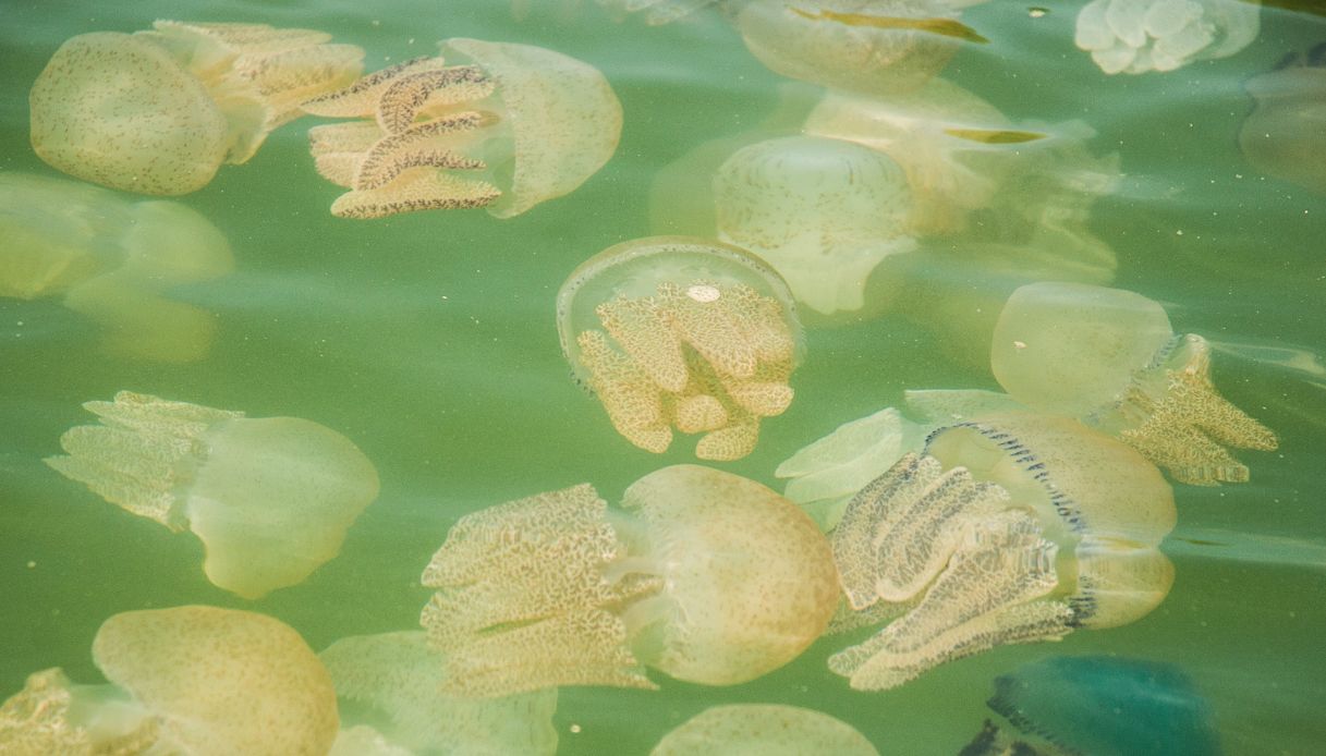 Invasione meduse in Italia