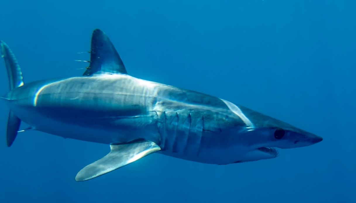 A Genova è stato pescato uno squalo Mako