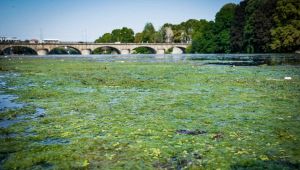 Torino: alga aliena invade il Po